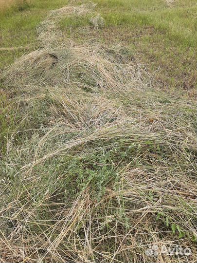 Сено в рулонах(полевое)