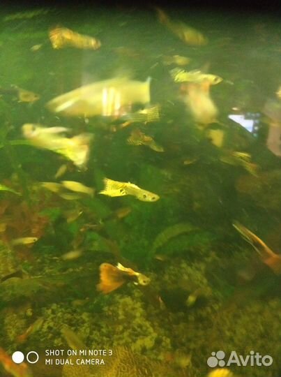 Аквариумные рыбки гуппи