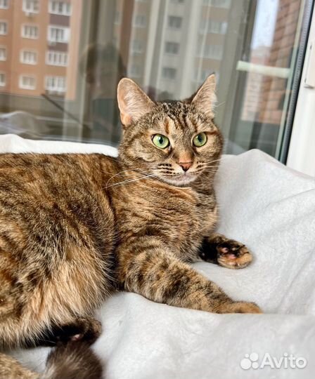 Чудо-кошка полосатка Тиффани в добрые руки