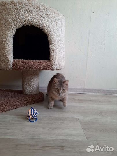 Микро кошка ищет дом