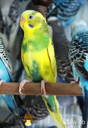 Попугаи в каждый дом Подари себе радость