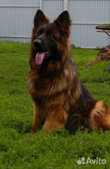 Щенок длинношёрст. дев.-подросток Немецкой овчарки