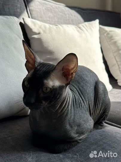 Донской сфинкс вязка