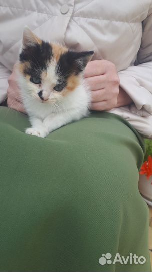 Маленький котенок