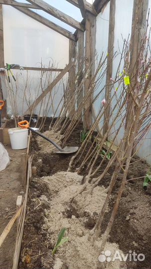 Саженцы Персика, Абрикоса, Нектарина, Грушы