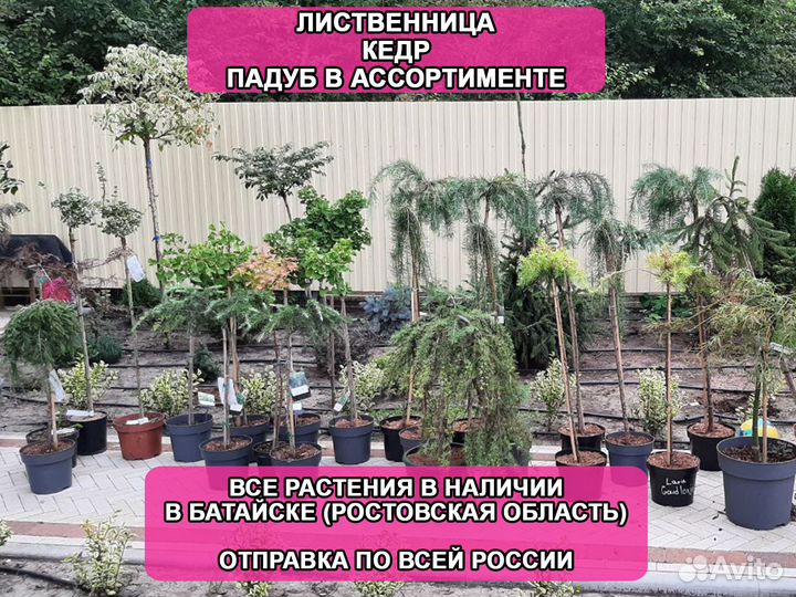 Кедр падуб лиственница на штамбе