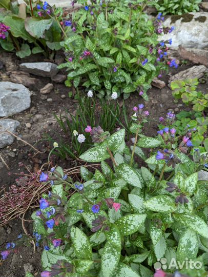 Медуница сахарная