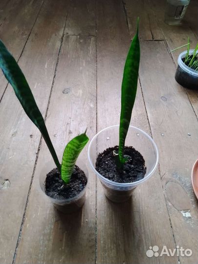 Комнатные растения