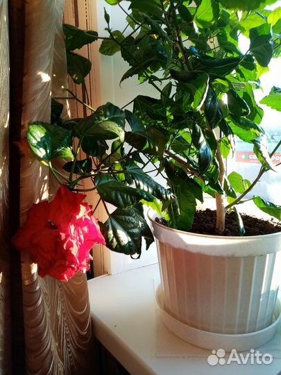 Китайская роза (гибискус)