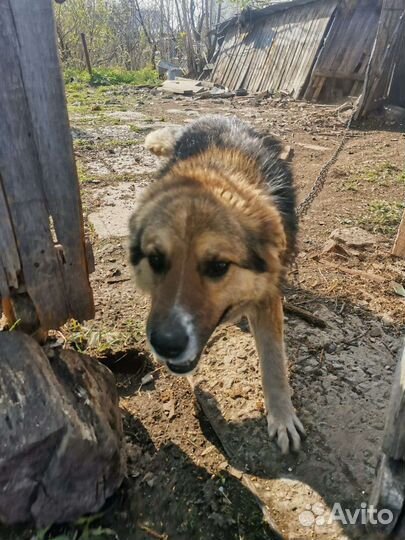 Пристроим песика 4,5 года, отличный охранник