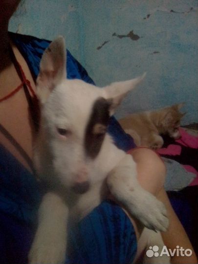 Щенки лайки