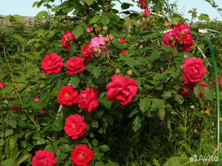 Розы-Гортензия-саженцы-Туя