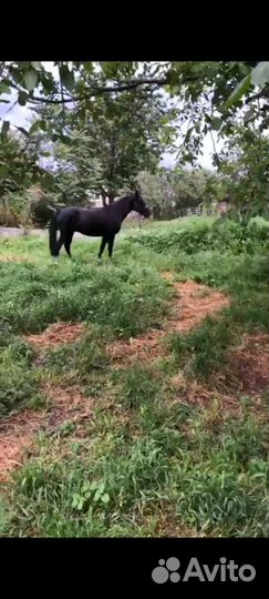 Карачаевский жеребец