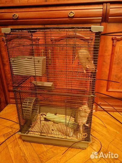 Крыски с клеткой