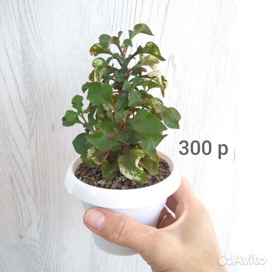 Альтернатера