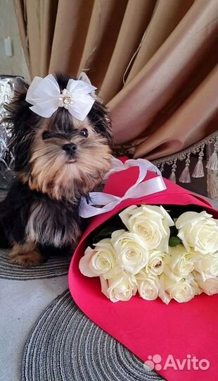 Микро мини йорк мальчик