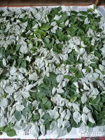 Листья малины