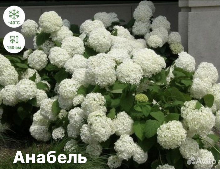 Гортензия метельчатая