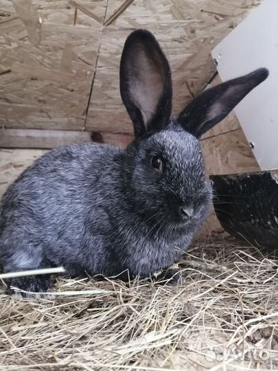 Полтавское серебро