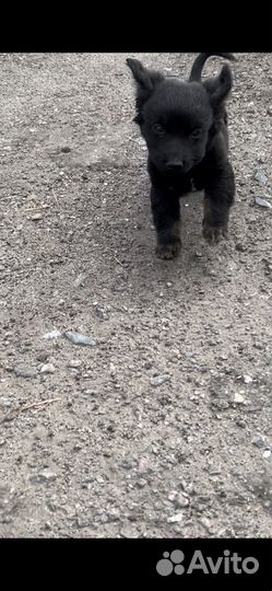 Отдам щенка в добрые руки