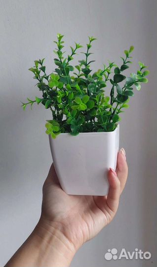 Трава в кашпо