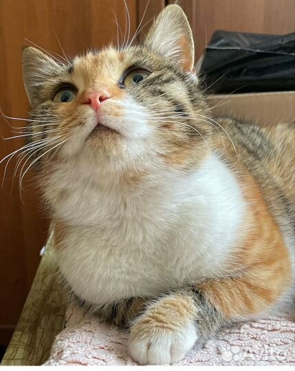 Нежная Кошка Тося в ждёт семью