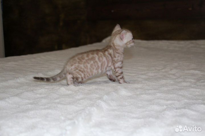 Снежный мальчик