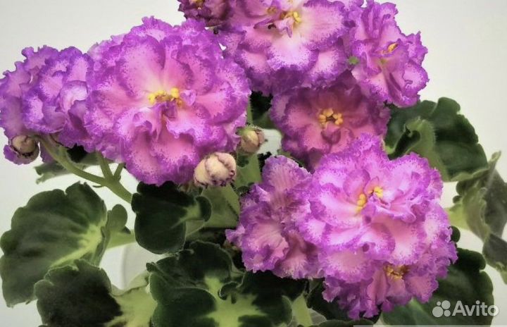 Фиалка девочка с веером