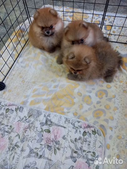 Померанский шпиц тип мишка мини