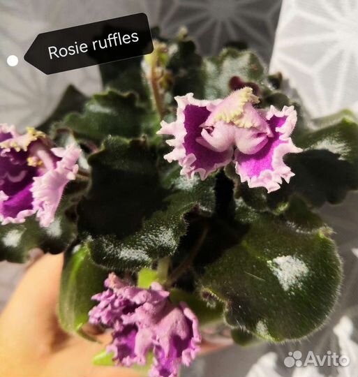 Цветущие фиалки