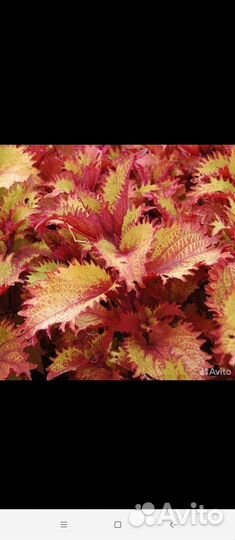 Цветы комнатные