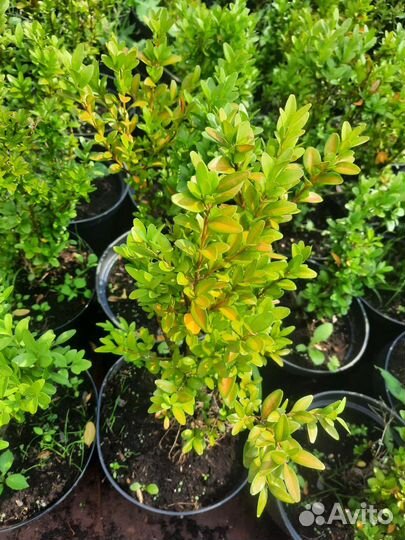 Саженцы самшита