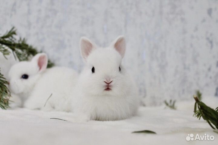 Кролик гермелин мальчики и девочки