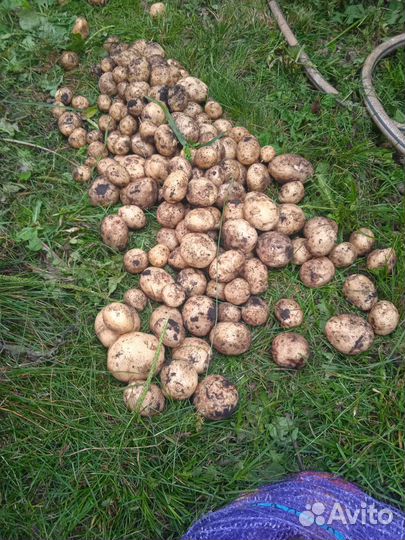 Картофель