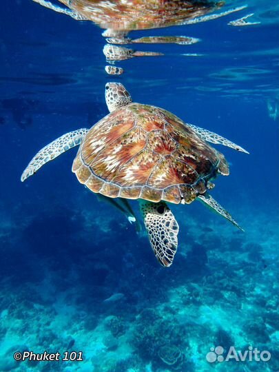 Предлагаем увлекательные путешествие на о. Phuket