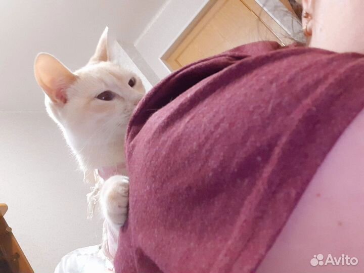 Кошка