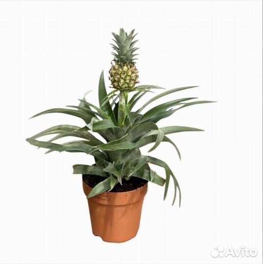 Ананас с плодом