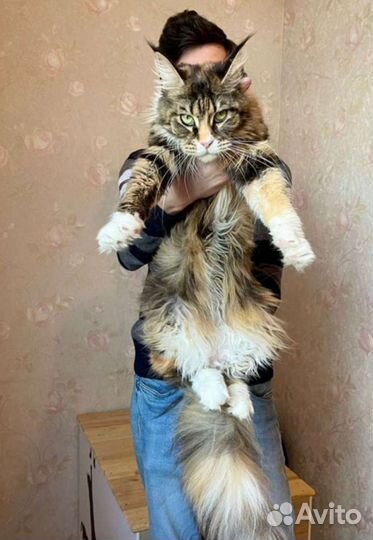 Котята мейн-кун