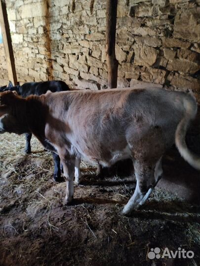 Теленки бычки