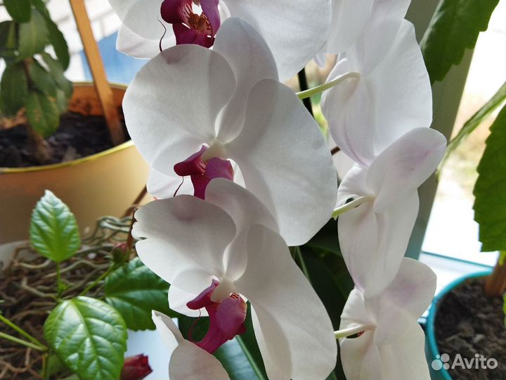 Орхидея, Аихризон дерево любви