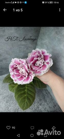 Глоксиния детки