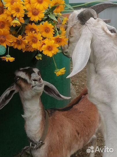 Коза и козел англо-нубийская порода