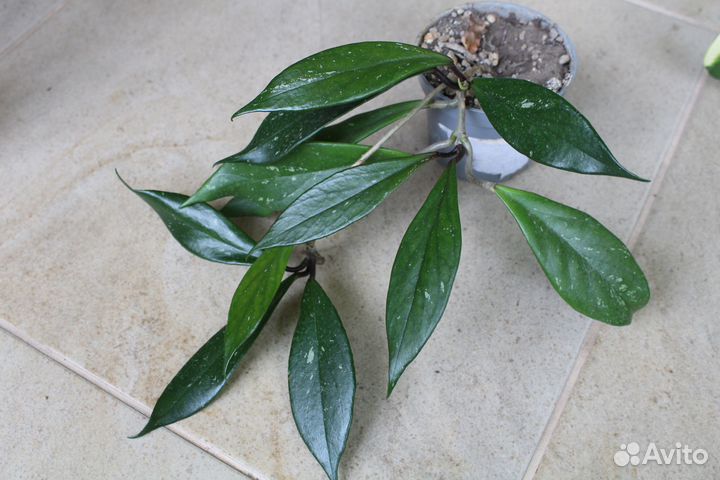 Хойя Hoya parasitica, Obovata, wayetii, pubicalyx