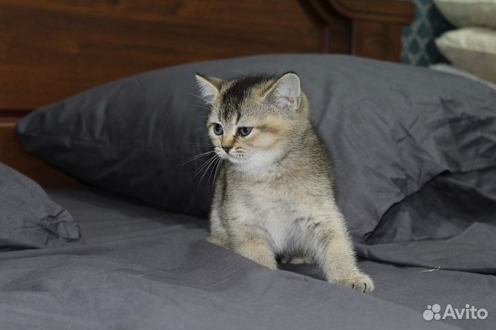 Котята британской шиншиллы