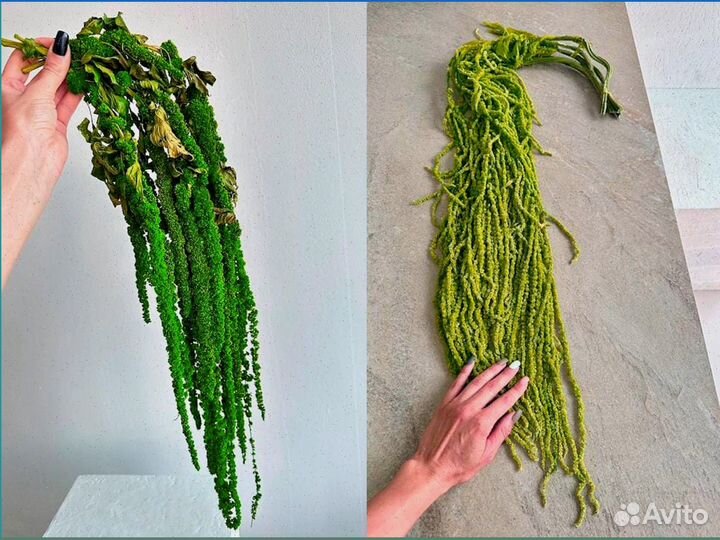 Амаpaнт крапива, ель, утолщенный