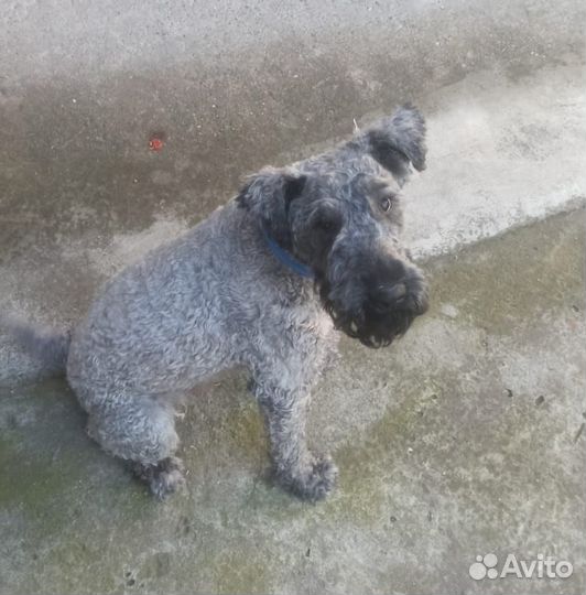 Керри брютерьер