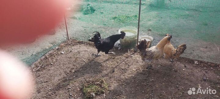 Петухи ухейилюй и лакеданзи