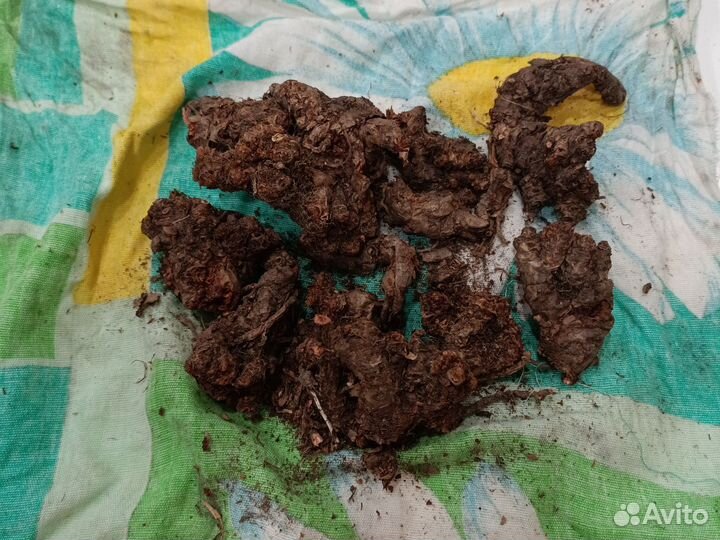 Золотой корень