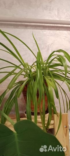 Цветы хлорофитум и монстера