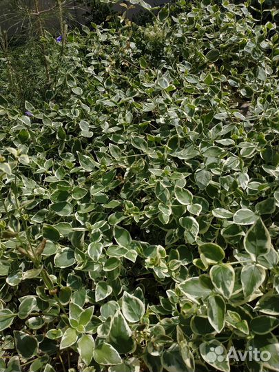 Растение вьющиеся